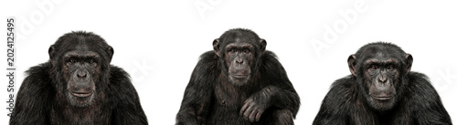 Konstfotografi Thoughtful chimpanzee trio sitting together, expressive faces and dark fur, capt