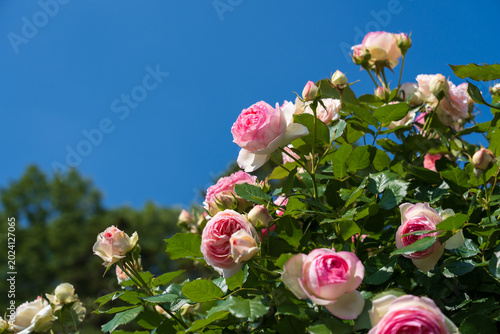 Fotografía Vibrant pink roses in full bloom reaching upward against a clear, deep blue sky