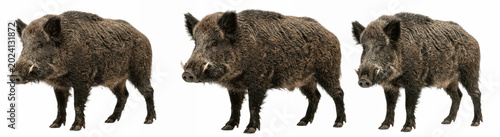 Canvas Print Rough-coated wild boars standing together, curved tusks gleaming as they pause m