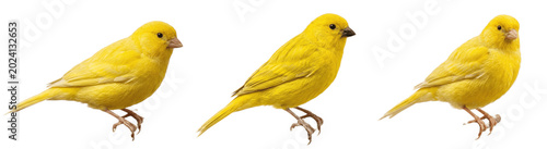 Schilderij op canvas Golden songbirds in a graceful row, bright yellow feathers glowing as they perch