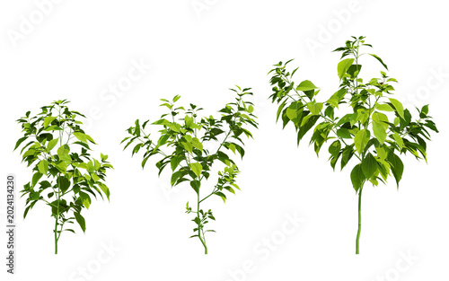 Three Sprigs of 3d Cinnamomum camphora Laurel Plant with Vibrant Green Leaves on Transparent Background Isolated