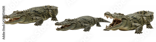 Fotografia Powerful crocodiles stretch low along the ground, armored bodies and gaping jaws
