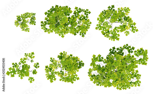 Top View of 3d Render Broussonetia Papyrifera Plant Leaves In A Lush 3D Green Foliage Cluster With Transparent Background