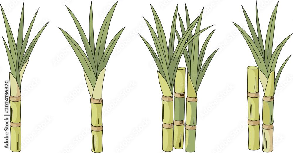Obraz premium Sugarcane Plant Vector Illustration Collection with Hand Drawn Green Tropical Cane Stalks for Agriculture, Farming and Botanical Design Projects