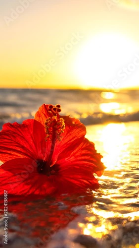 Beautiful sunset beach and hibiscus	
