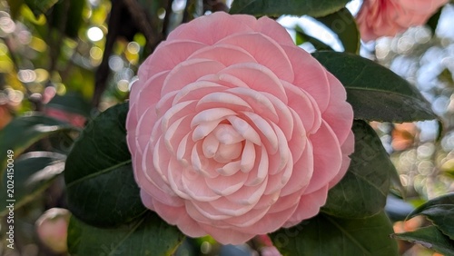 фотографія pink perfection camellia japonica graces garden
