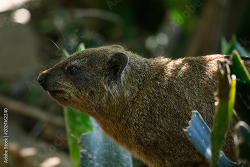 profile of a  rock dassie