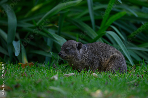 Rock dassies feeding on grass