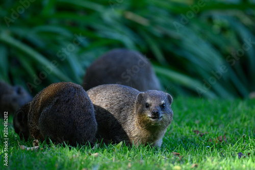 Rock dassies feeding on grass