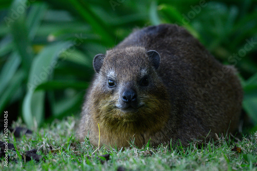 Closeup of a Dassie against a background of green foliiage