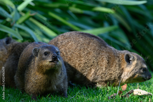 Rock dassies feeding on grass