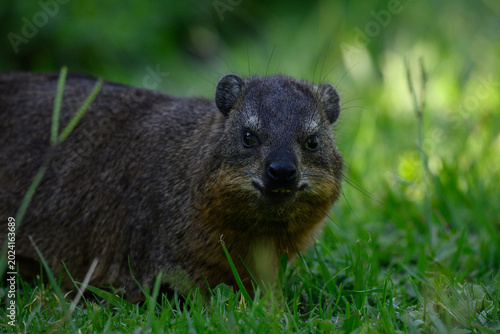 Closeup of a Dassie against a background of green foliiage