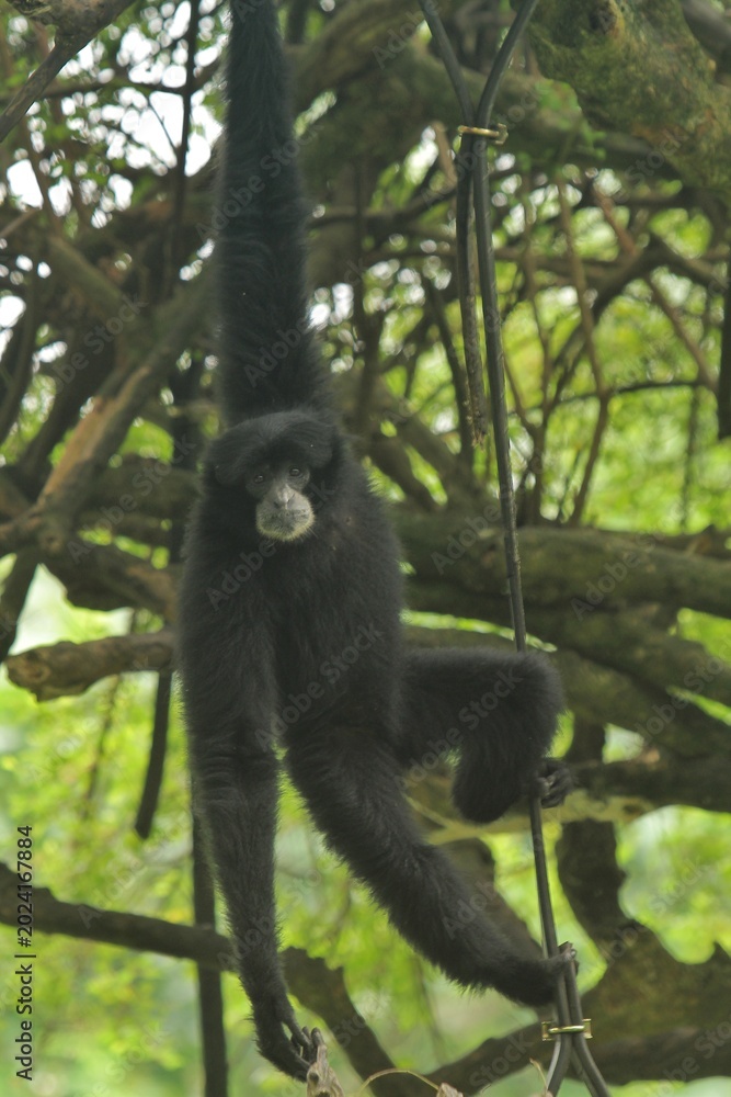 Fototapeta premium A gibbon is seen hanging from a tree branch while looking at the camera at a zoo.