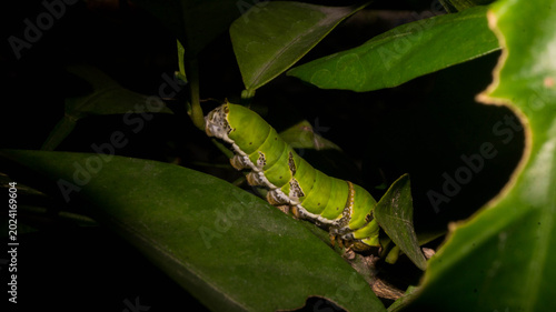 Cuadro en lienzo The caterpillar in the image is a Lime Swallowtail (Papilio demoleus), also frequently called the Lime butterfly, Lemon butterfly, or Chequered swallowtail