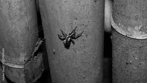 Konstfotografi Based on the visual characteristics, this appears to be a male Pantropical Jumping Spider (Plexippus paykulli)