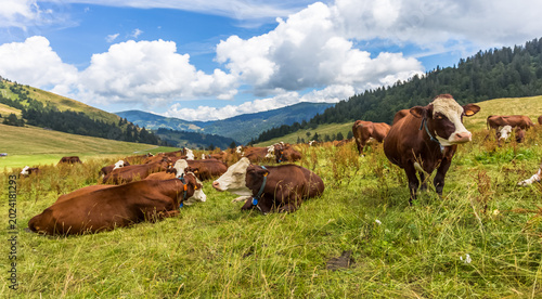 Fotografia Vaches au pâturage du col des Aravis, la Clusaz, Savoie