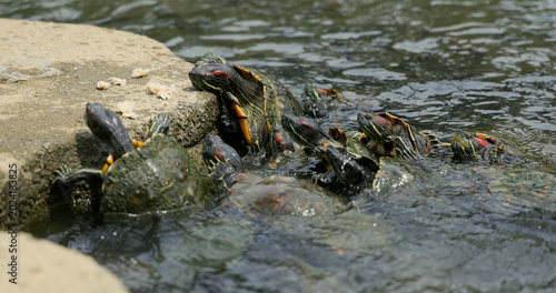 Obraz na płótnie Red-eared slider turtles gather, feeding on bread crumbs at the concrete water's edge under natural light