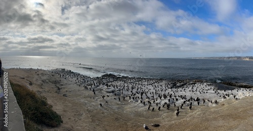Fotografie A large congregation of coastal seabirds and cormorants resting along the dramatic rocky marine bluffs at Point La Jolla in San Diego, California