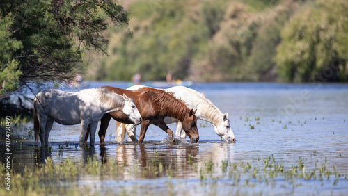 Foto A band of white wild Salt River mustangs cooling off and drinking at the water's