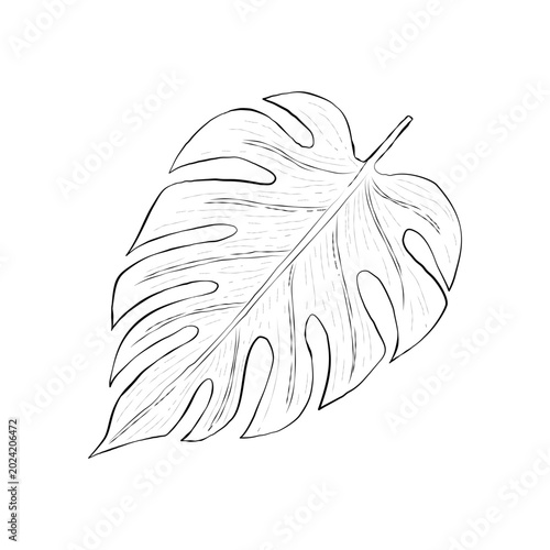 Hand drawn monstera leaf line art illustration isolated on white background