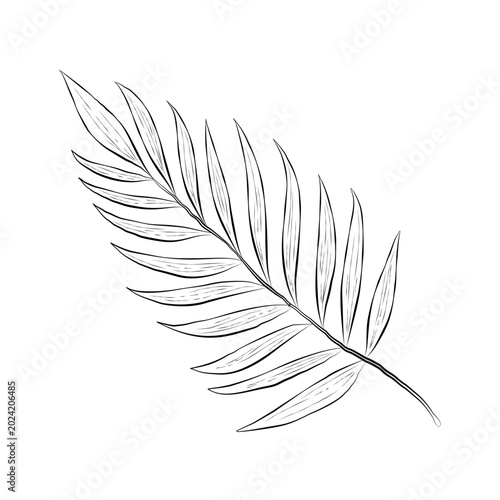 Tropical palm leaf line art drawing illustration isolated on white background