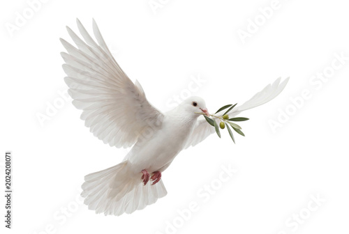 Tableau sur toile White dove flying with olive branch isolated on transparent background