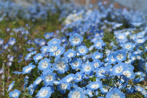花,　花畑　植物　Flowers in the park