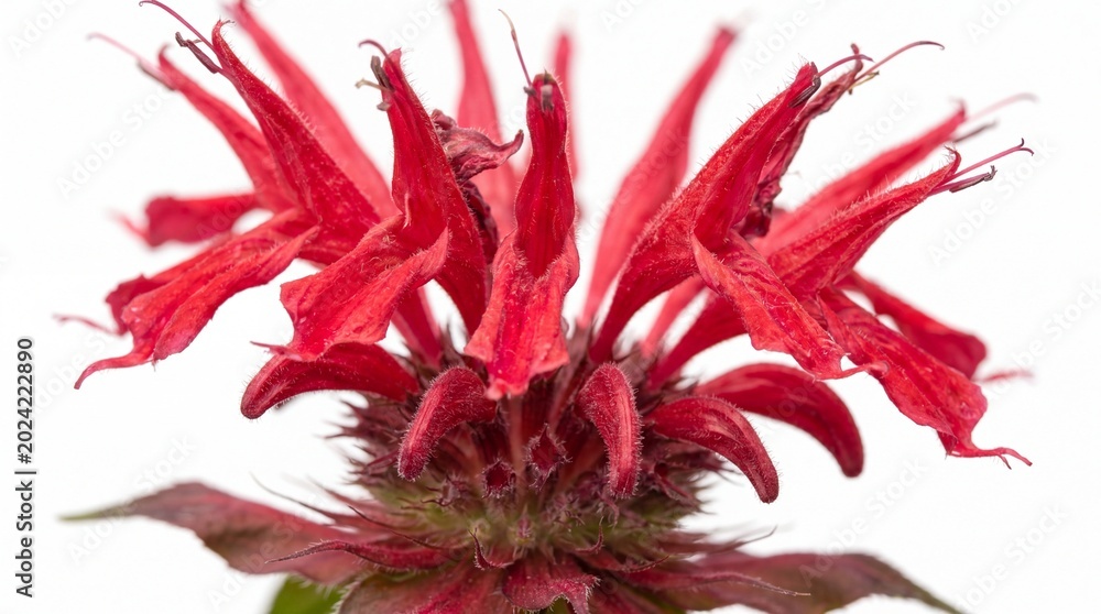 Fototapeta premium A vibrant red Monarda didyma flower head showing intricate tubular petals against a white backdrop.