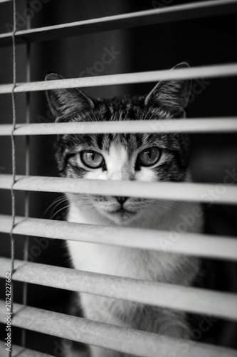 A black-and-white photograph captures a tabby cat with a white chest and face, intently gazing through horizontal window blinds. The cat's large, expressive eyes peer through the slats, creating a str
