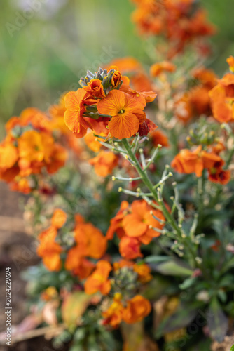 Foto Orange wallflower cluster (Erysimum cheiri)