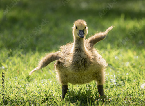 Fotografie Young gosling standing in sunlit grass with wings spread on a green lawn
