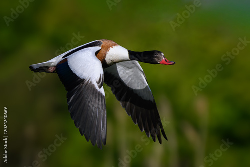Common shelduck (Tadorna tadorna)
