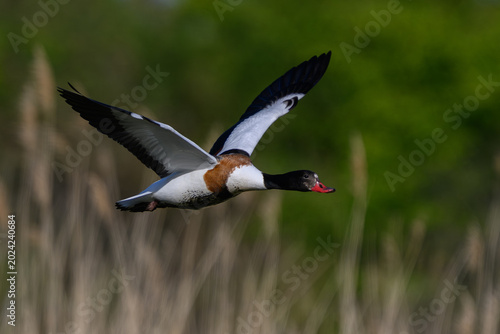 Common shelduck (Tadorna tadorna)