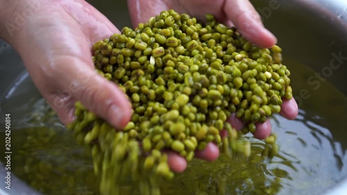 Hands Washing Soaked Green Mung Beans in Water