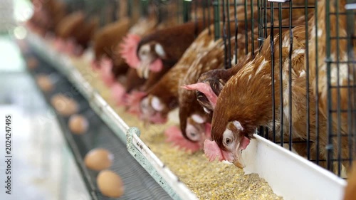 Brown laying hens feeding in cages on poultry farm