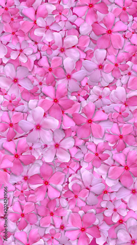 Madagascar Periwinkle-Catharanthus roseus- pink flowers background, pink rose petals background