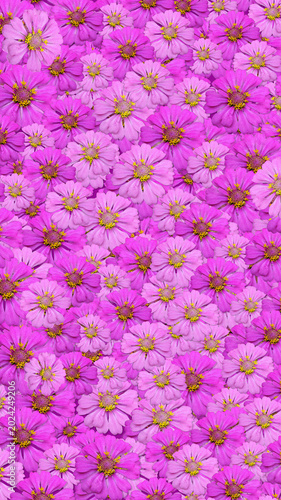 pink flower background, pink and purple flowers background, Mexican Sunflower background