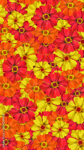 red and yellow flowers, red and yellow flowers background, Mexican Sunflower background