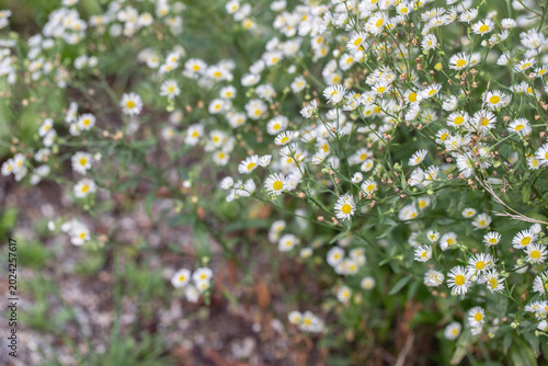 Φωτογραφία Annual fleabane (Erigeron annuus) with its delicate white flowers
