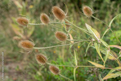 Quadro su tela Seed heads of wild teasel (Dipsacus fullonum).