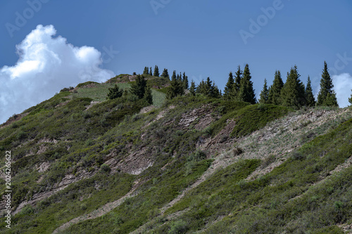 Steep green mountain slope with a ridge of evergreen trees against a bright blue sky with fluffy clouds.