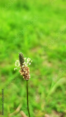 オオバコ・小さな花が揺れる小さな世界／질경이 · 작은 꽃이 흔들리는 작은 세계／Plantain - a tiny world of swaying small flowers