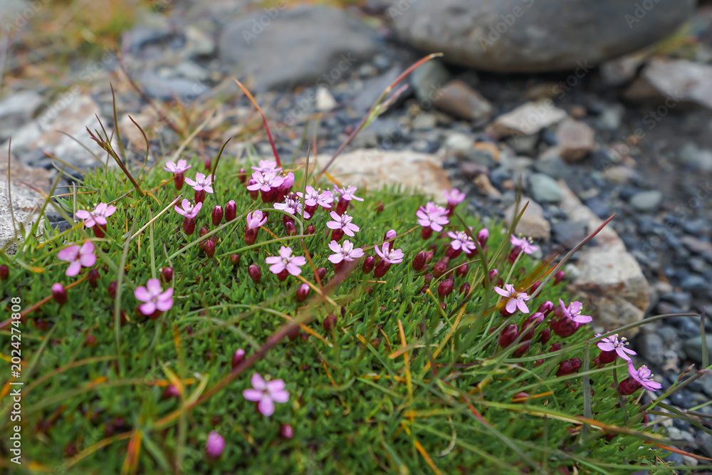 Obraz premium Pink wildflowers growing among grass and rocks in a natural outdoor setting,ICELAND