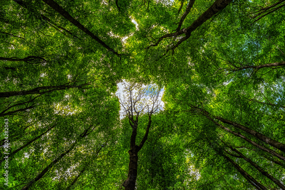 Fototapeta premium Looking up at fresh green beech forest canopy with sunlight shining through tree crowns. Scenic spring woodland background with tall trees and vibrant leaves.