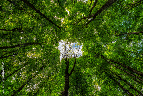 Looking up at fresh green beech forest canopy with sunlight shining through tree crowns. Scenic spring woodland background with tall trees and vibrant leaves.
