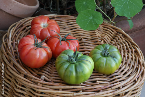 Obraz na plátne LARGE ORGANIC RED AND GREEN  TOMATOES ON WICKER BASKET WITH NASTURTIUM LEAVES AN