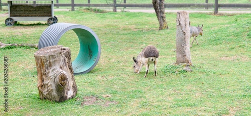 Tableau sur toile Patagonian Maras in Zoo Enclosure with Play Tunnel