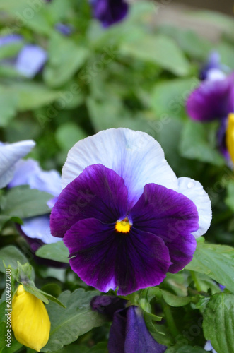  Two-tone petals  Pansy Panola XP Beaconsfield  spring-summer  long flowering  plant. Closeup, outdoors  dark purple and white tone petals blooming pansy flower. Growing long blooming pansy seeds.