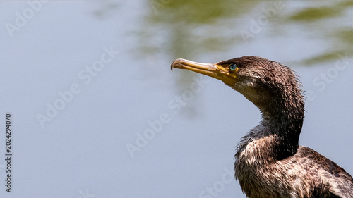 Foto 水辺に佇む若いカワウの嘴と青い瞳