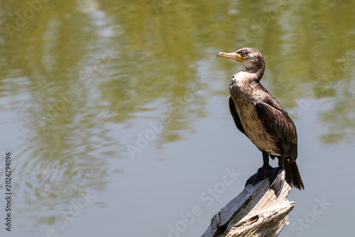 Schilderij op canvas 流木に止まって羽を休めるカワウの幼鳥